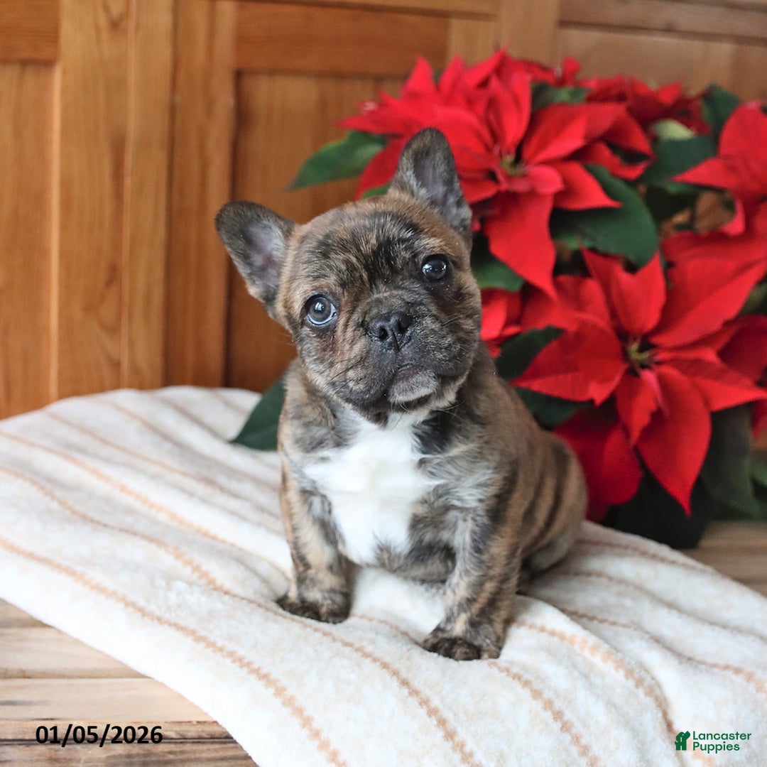 Frenchton dogs for sale: Louie - Ad 1
