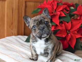 Frenchton dogs Louie - Ad 2