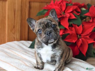 Frenchton dogs Louie - Ad 4