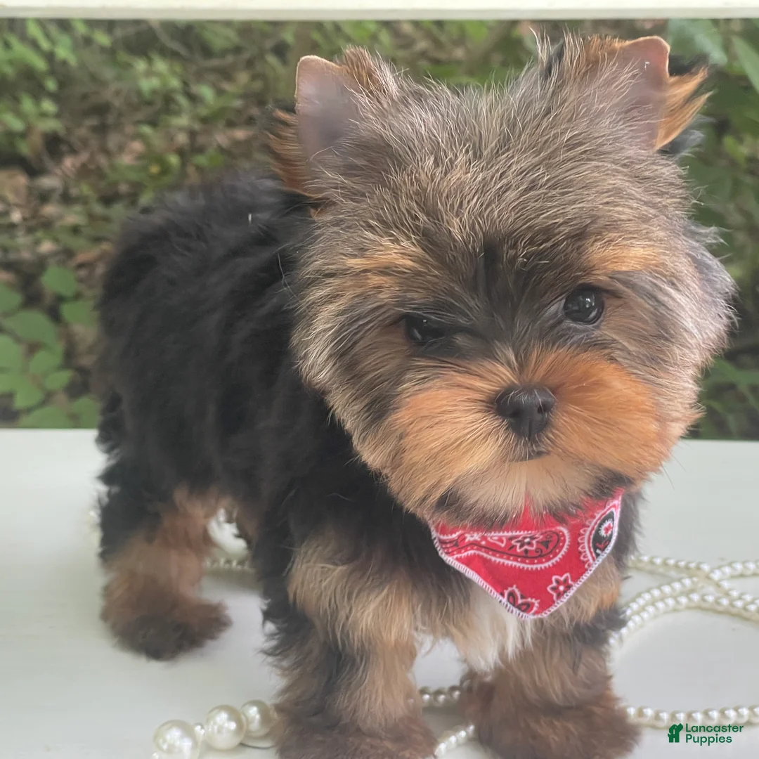 Yorkshire Terrier dogs for sale: Cody - Ad 1