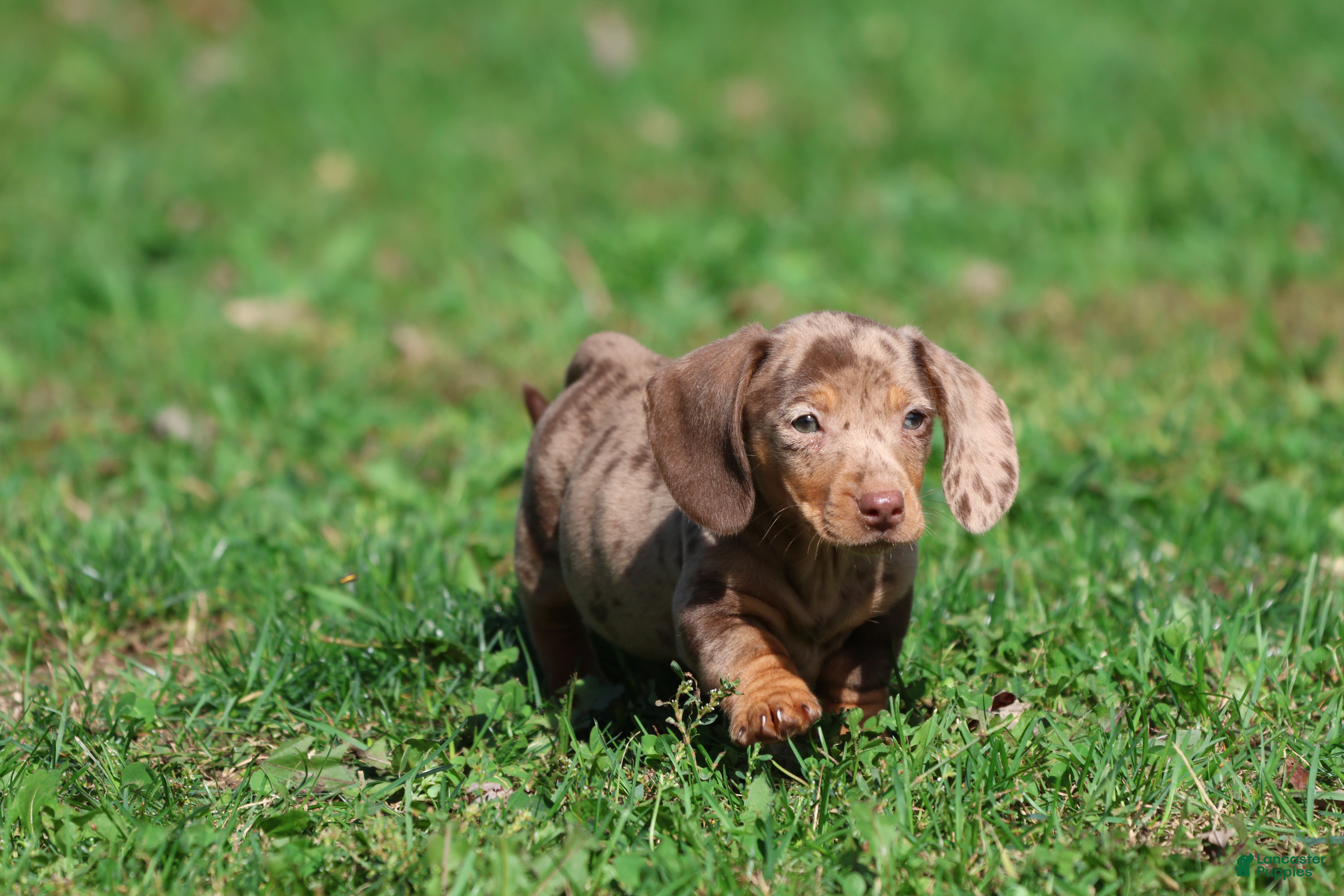 Miniature Dachshund dogs Milky Way - Ad 2