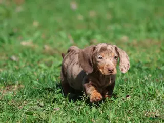 Miniature Dachshund dogs Milky Way - Ad 2