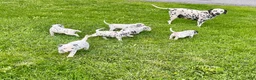 Dalmatian dogs for sale: Rex❤️Akc Genetic Health Tested  - Ad 3