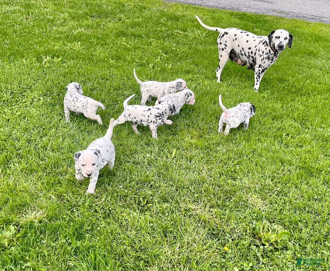 Dalmatian dogs for sale: Reily ❤️Akc Geneti Tested - Ad 2
