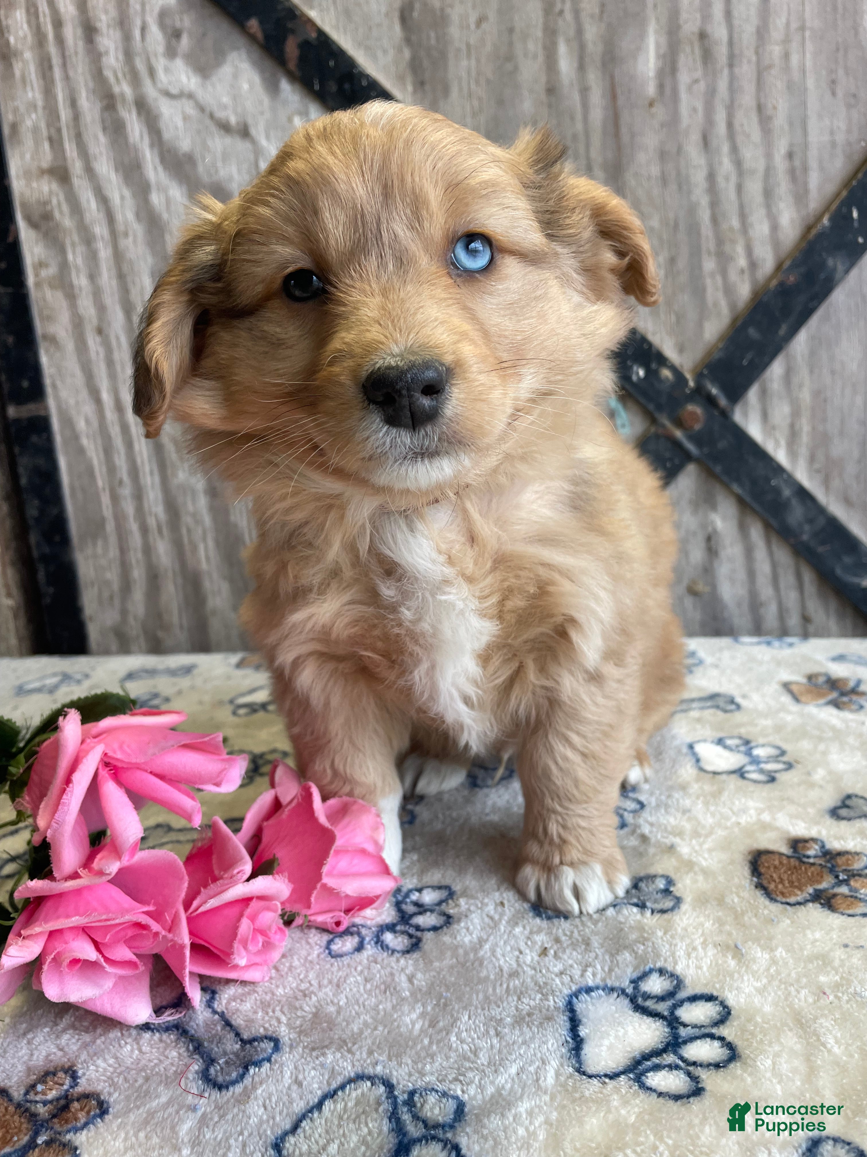 Corgipoo dogs Roman - Ad 5