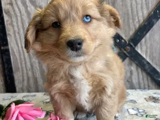 Corgipoo dogs Roman - Ad 11