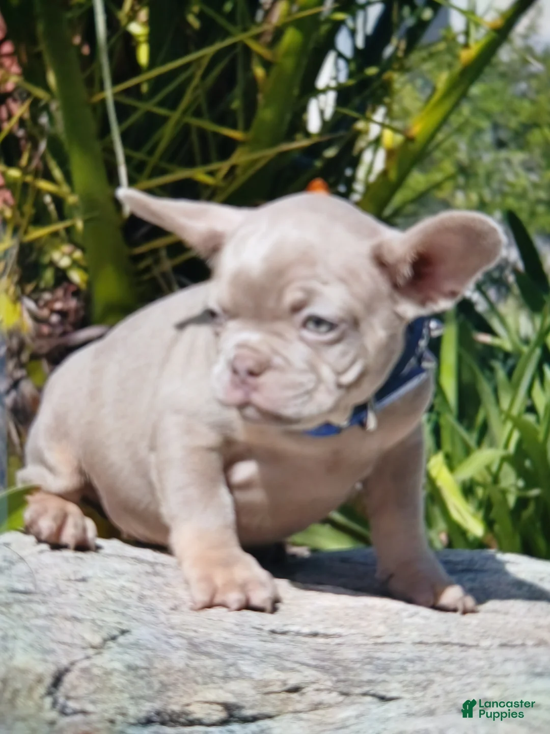 French Bulldog dogs for sale: French Bulldog Puppy 1 - Ad 3