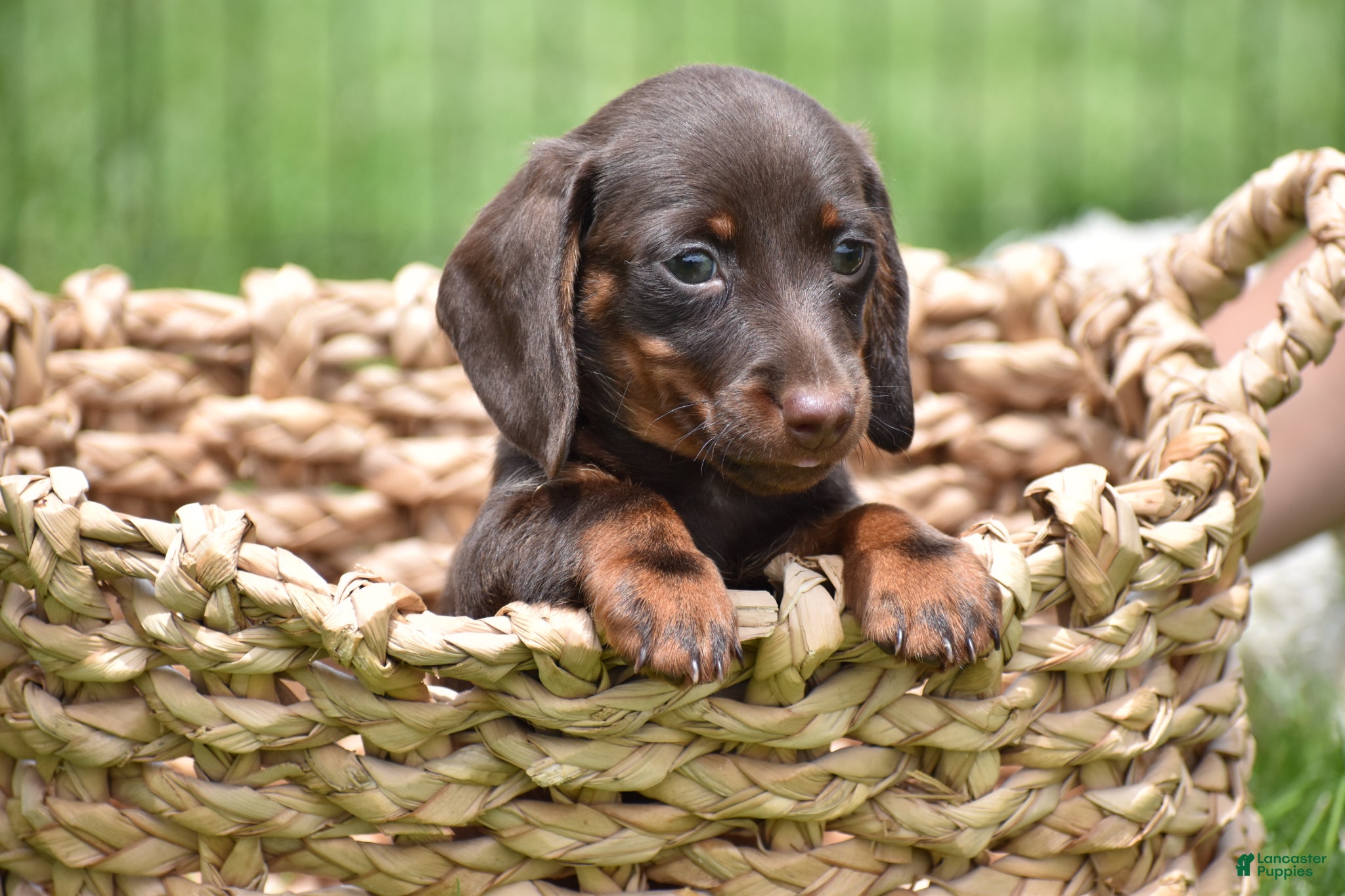 Miniature Dachshund dogs Bo - Ad 1