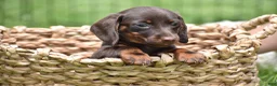 Miniature Dachshund dogs for sale: Bo - Ad 1