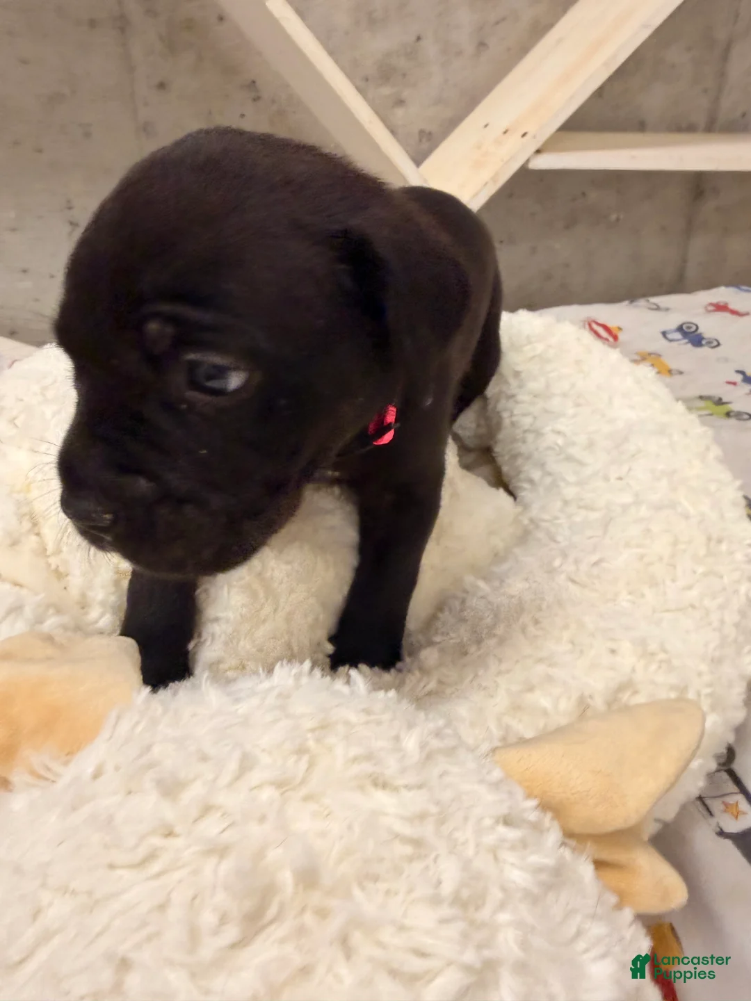 Cane Corso dogs for sale: Cane Corso Puppy 3 - Ad 2