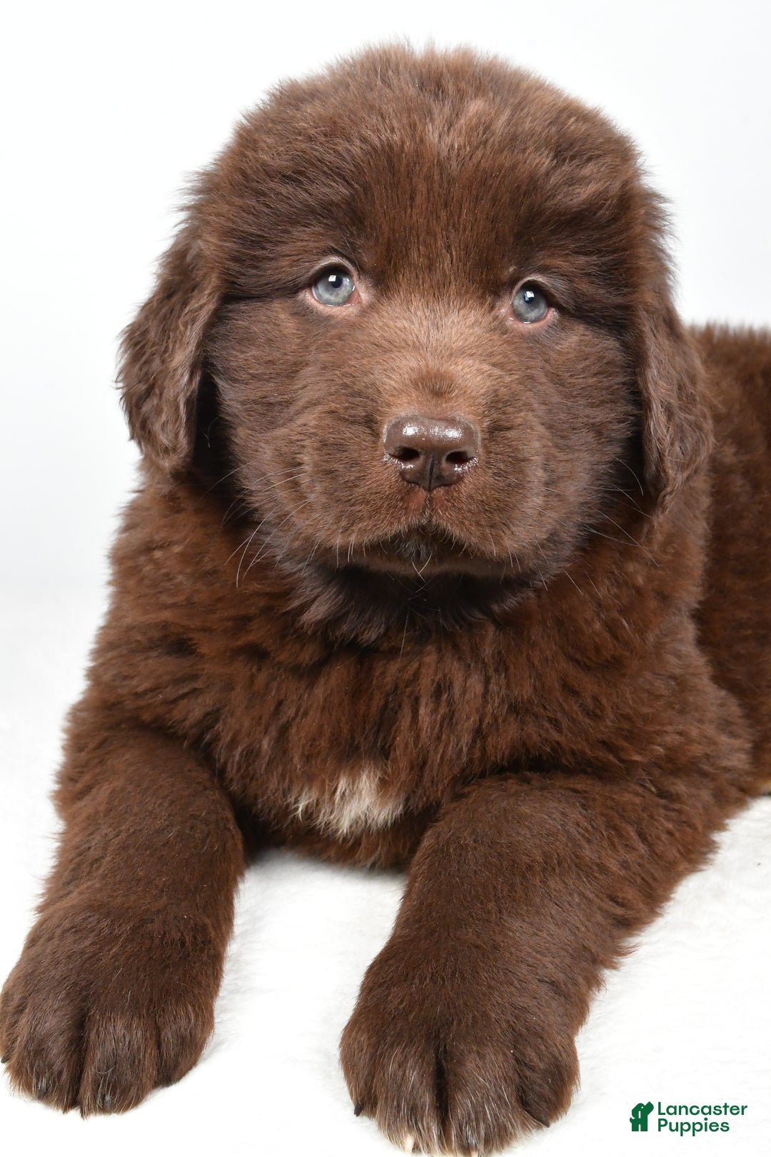 Newfoundland dogs for sale: Piper - Ad 2