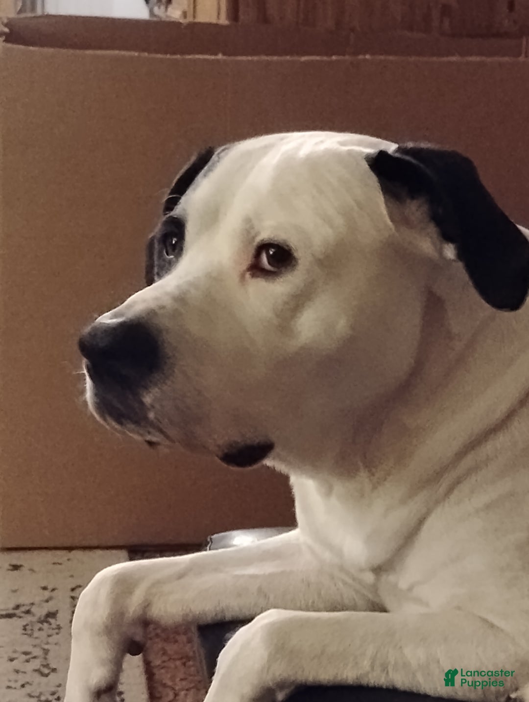 Mixed Breed dogs for sale: Pink - Ad 4