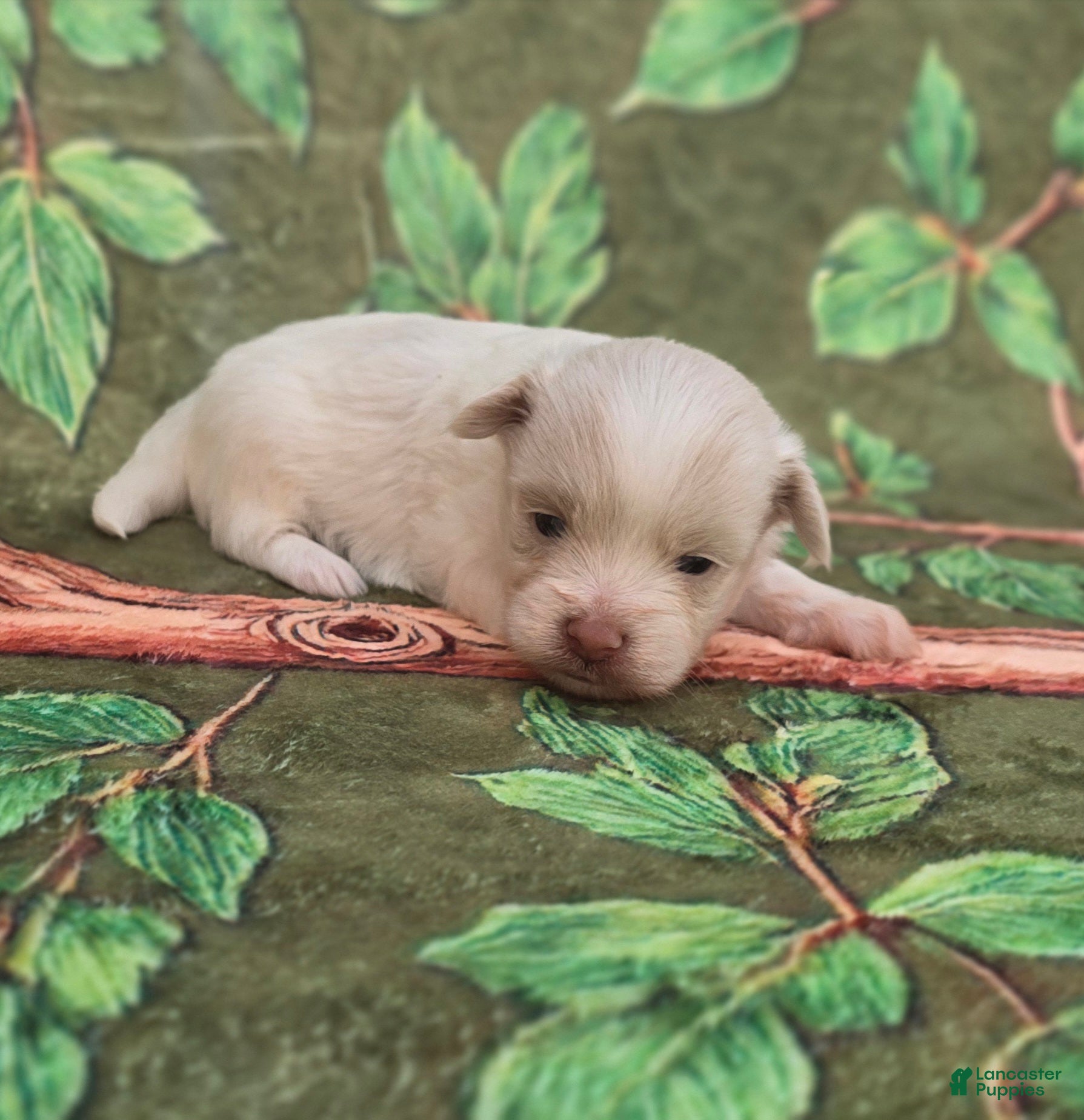 Mixed Breed dogs Linen - Ad 2