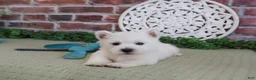 West Highland Terrier dogs for sale: Hamish - Ad 5