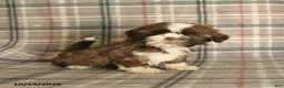Shih Tzu dogs for sale: Toffee - Ad 5