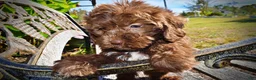 Havapoo dogs for sale: Prince - Ad 12