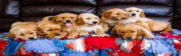 Golden Retriever dogs for sale: Violet - Ad 8