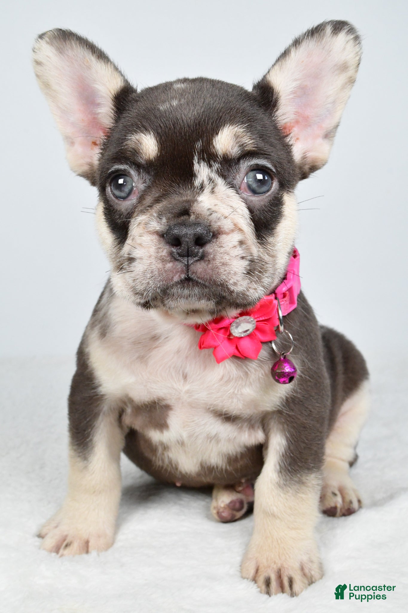 French Bulldog dogs Oakley - Ad 1