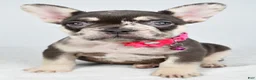 French Bulldog dogs for sale: Oakley - Ad 1