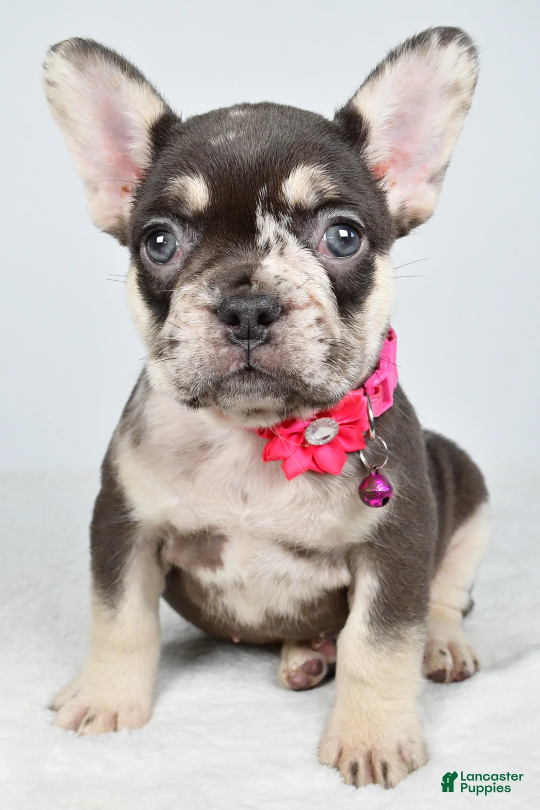 French Bulldog dogs for sale: Oakley - Ad 1