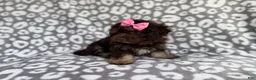 Cockapoo dogs for sale: Sloan - Ad 8