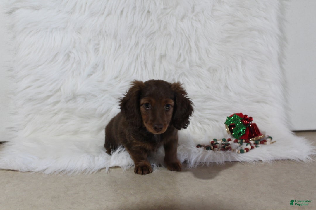 Miniature Dachshund dogs for sale: Holly - Ad 3