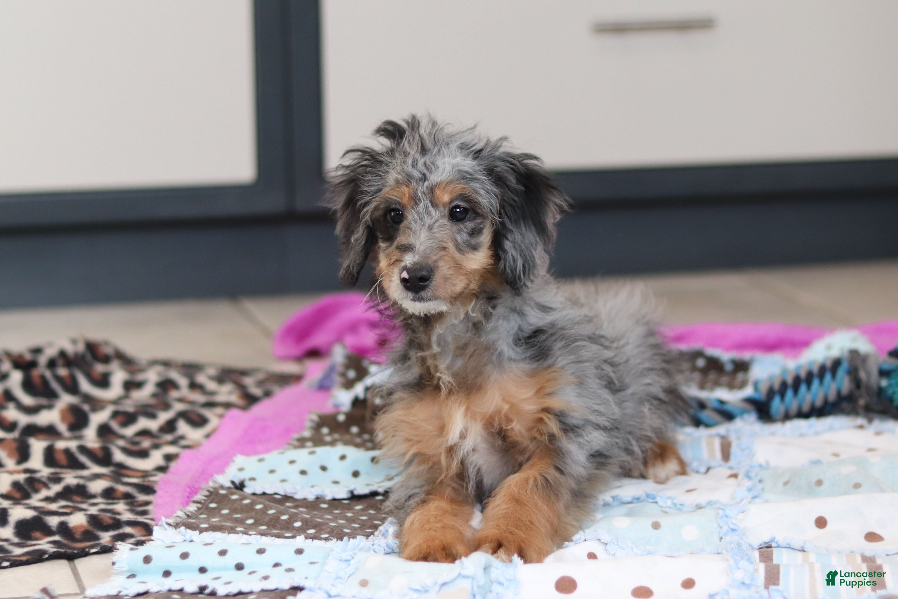 Mini Bernedoodle dogs Eve - Ad 33