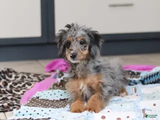 Mini Bernedoodle dogs Eve - Ad 33