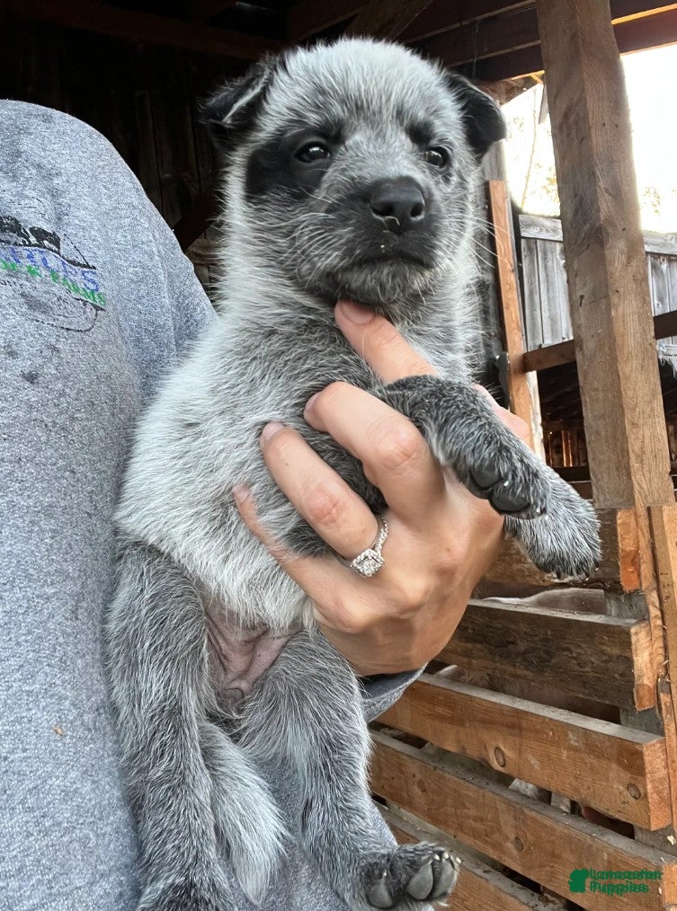 Puppies Hanging Tree Blue Heelers Blue Heeler Elkhound Puppy