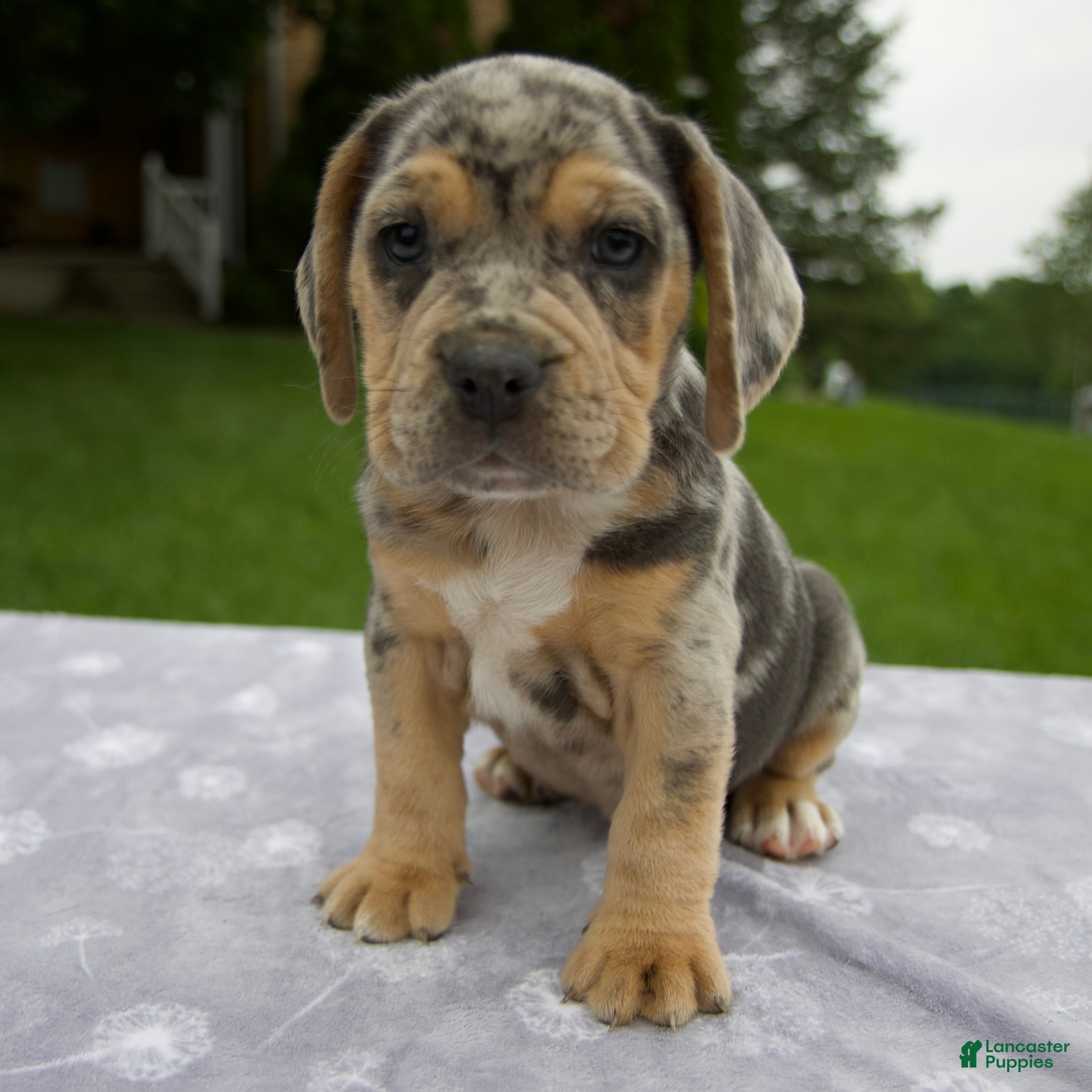 Beabull dogs Dixie - Ad 1