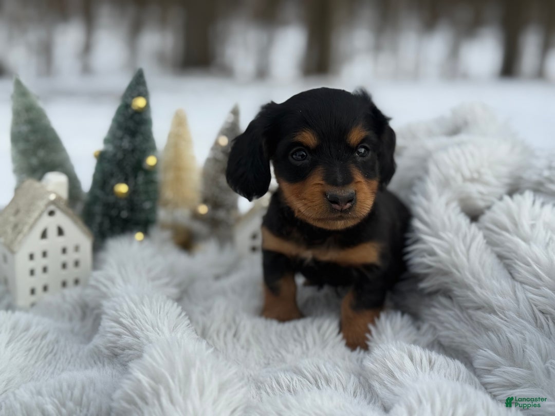 Miniature Dachshund dogs for sale: Tinsel - Ad 3
