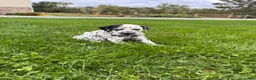 Dalmatian dogs for sale: Rex❤️Akc Genetic Health Tested  - Ad 6