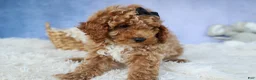 Miniature Poodle dogs for sale: WADE - Ad 6