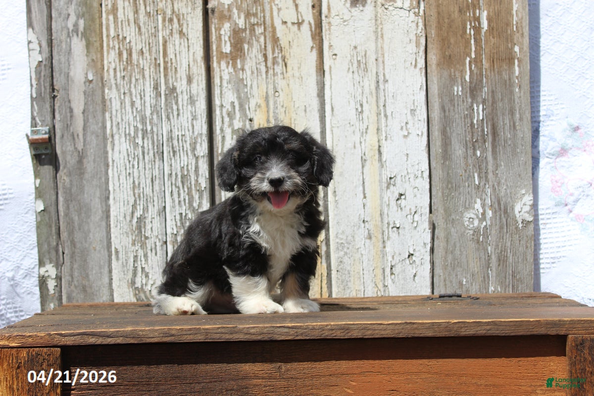 Corgipoo dogs Wilson - Ad 1