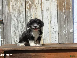 Corgipoo dogs for sale: Wilson - Ad 4