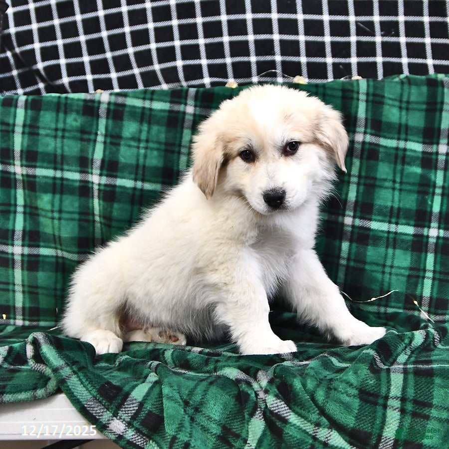Great Pyrenees dogs Nicky - Ad 9