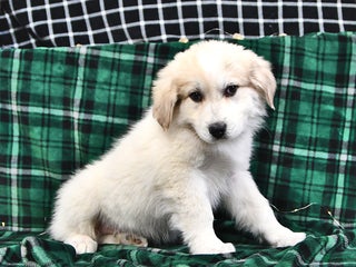 Great Pyrenees dogs Nicky - Ad 2
