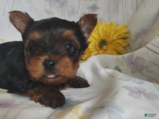 Yorkshire Terrier dogs Charlie - Ad 5