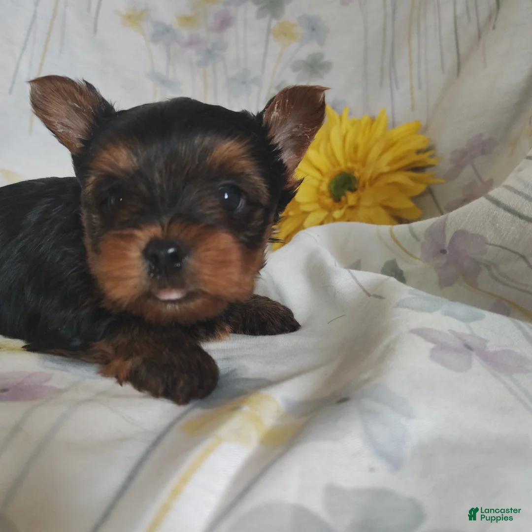 Yorkshire Terrier dogs for sale: Charlie - Ad 13