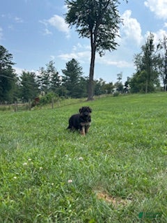 German Shepherd dogs Cordell - Ad 12