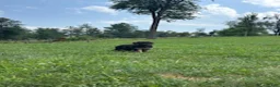German Shepherd dogs for sale: Cordell - Ad 1