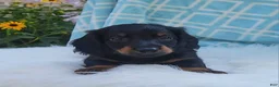 Miniature Dachshund dogs for sale: Vander - Ad 36