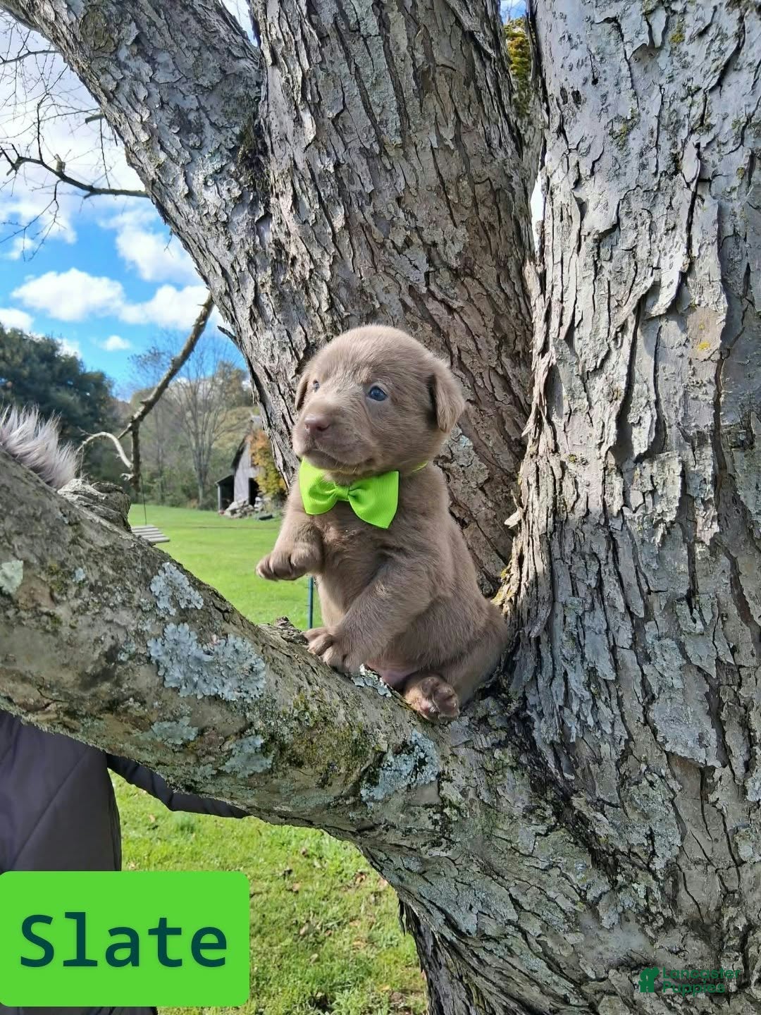 Labrador Retriever dogs Slate - Ad 1