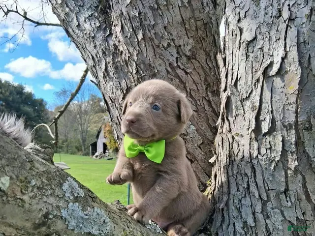 Labrador Retriever dogs for sale: Slate - Ad 1