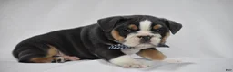 Beabull dogs for sale: Banjo - Ad 4