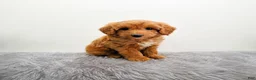 Mini Goldendoodle dogs for sale: Ginger - Ad 4