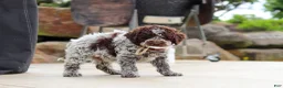 Lagotto Romagnolo dogs for sale: Bluey - Ad 8