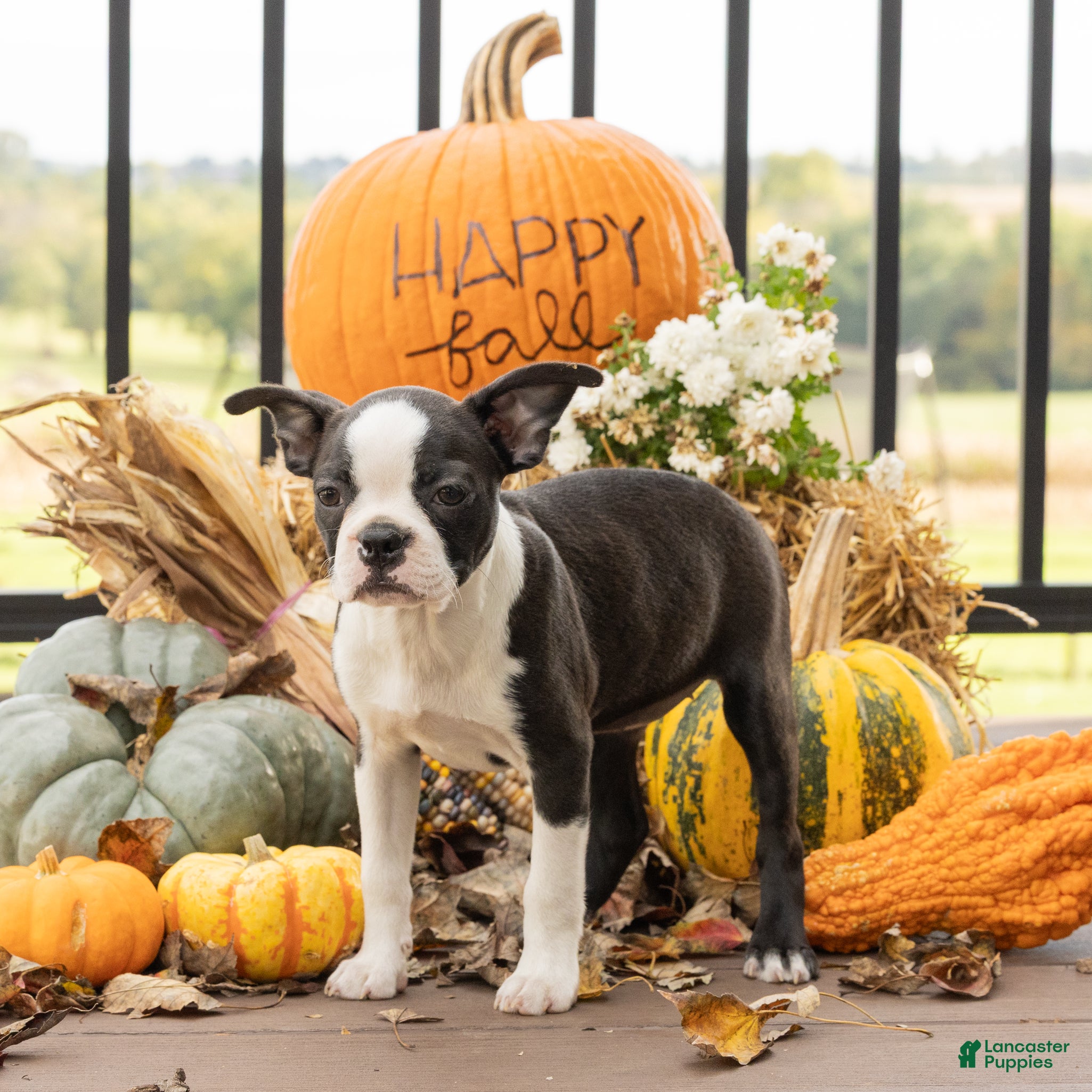 Boston Terrier dogs for sale: Jillian Boston Terrier  - Ad 2