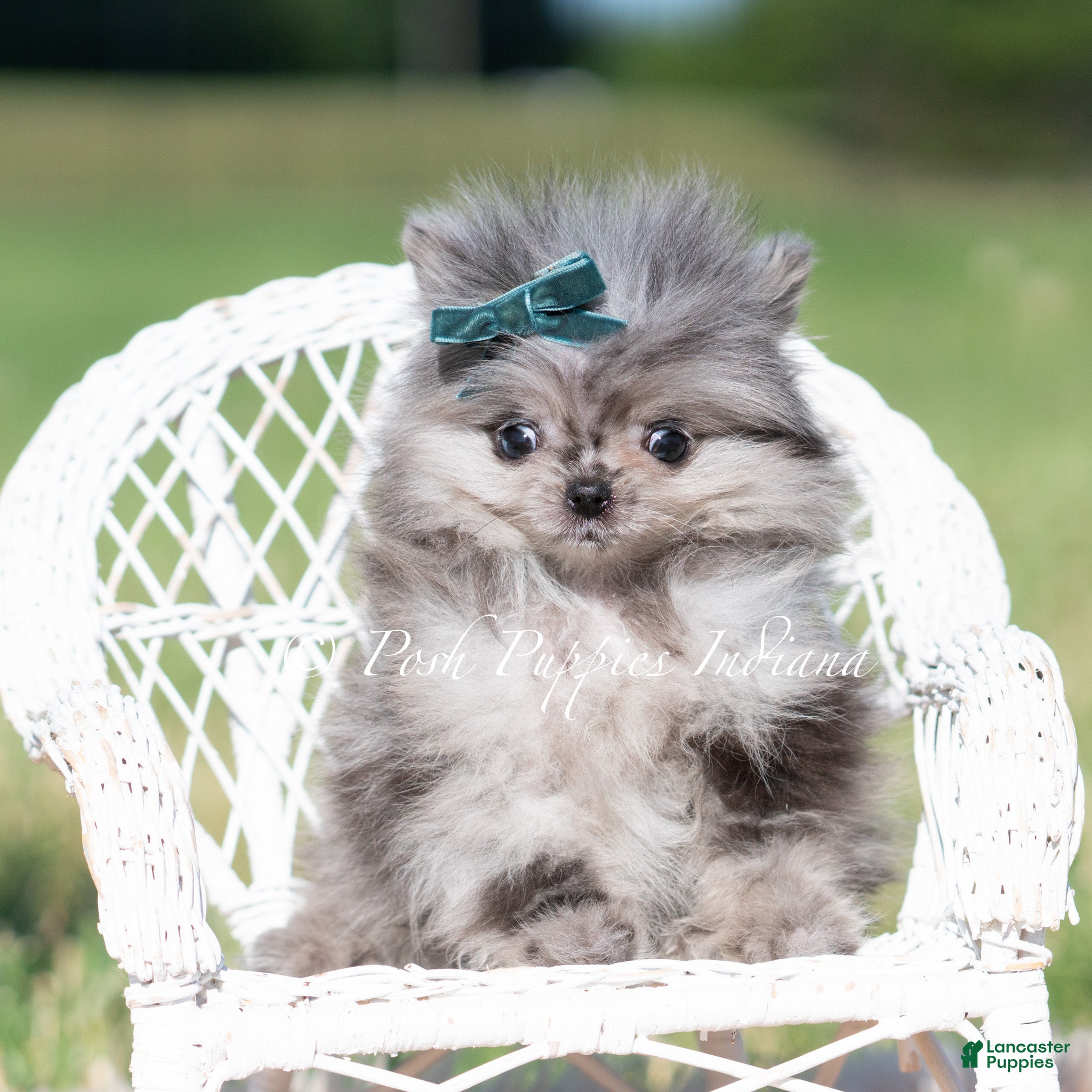 Pomeranian dogs Cooper AKC - Ad 36