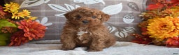 Miniature Poodle dogs for sale: Sheila - Ad 2